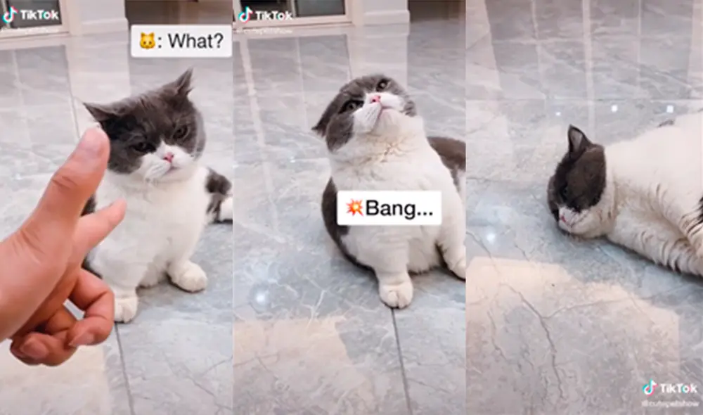 El talentoso animal sorprendió en las redes. Foto: captura de TikTok