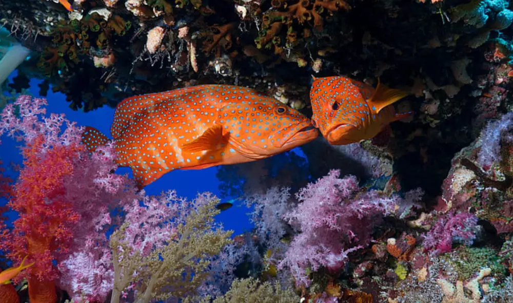 El investigador Michael Murray dice que solo hay evidencia que el dolor efectivo solo es experimentado por humanos y primates, mas no por otras especies como los peces. Foto: Nat Geo