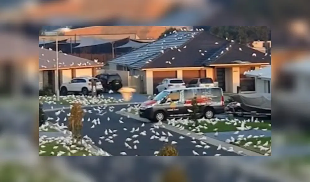En la imagen se puede observar a las miles de cacatúas blancas en los espacios de la ciudad de Nowra. Foto: captura de pantalla/TikTok