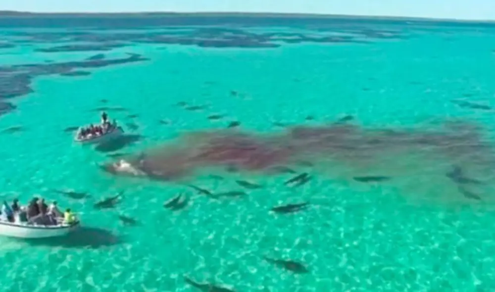Se trata de primer ataque oficial en todo el condado de Volusia, donde se ubica la playa. Foto: captura/ Infobae
