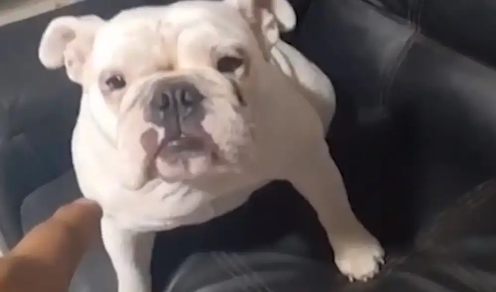 Perla tiene una hernia y necesita una operación. Foto: captura de Canal N Perla tiene una hernia y necesita una operación. Foto: captura de Canal N