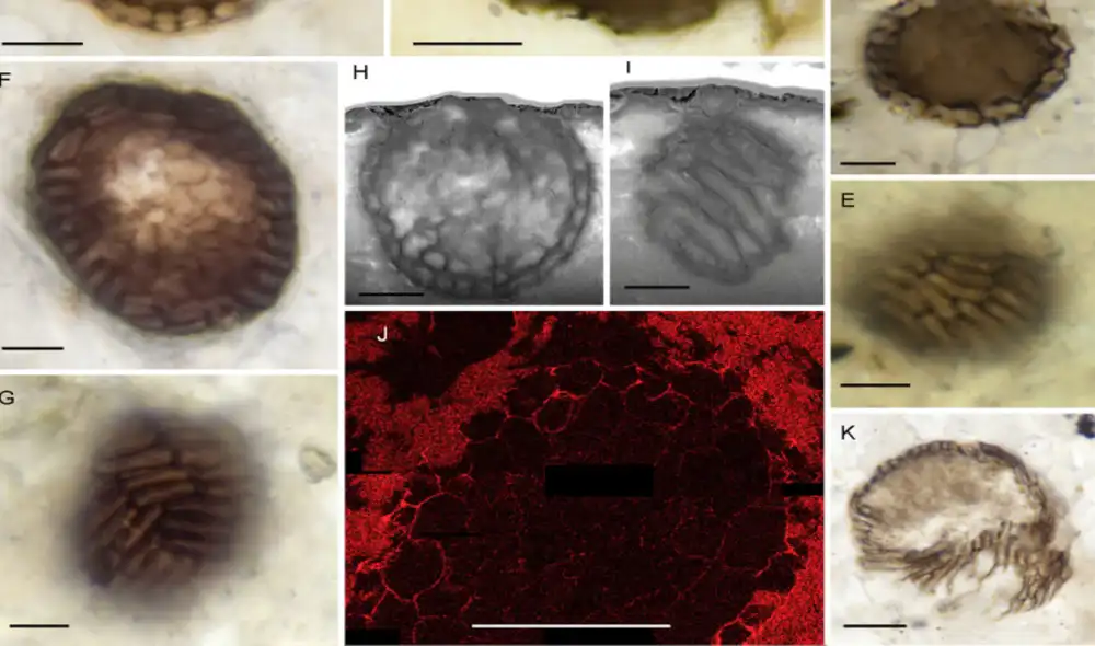 Un posible holozoo de mil millones de años con multicelularidad diferenciada. Foto: Strother et al./Current Biology 2021