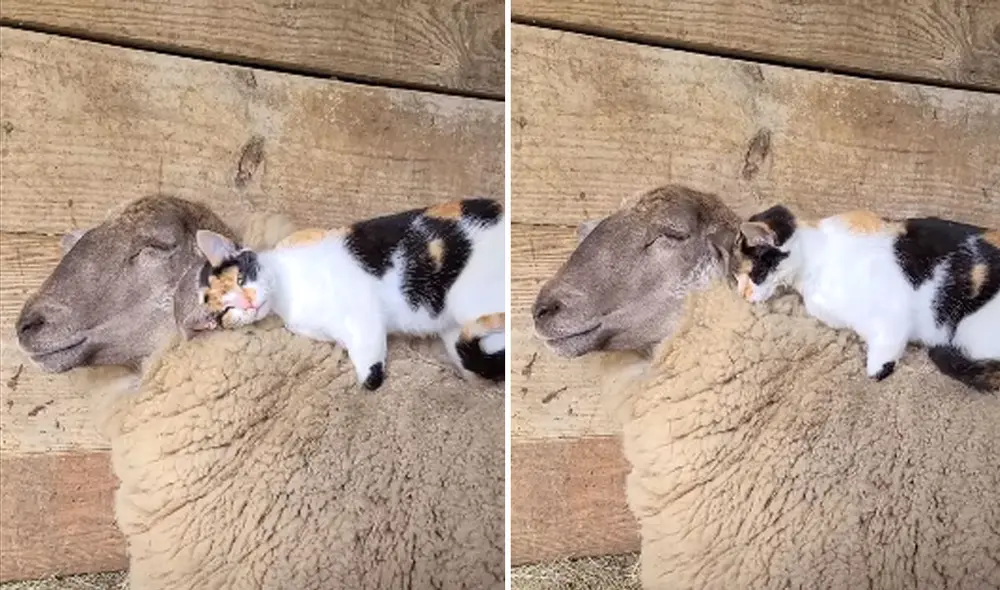 Las imágenes causaron ternura en las redes sociales. Foto: captura de YouTube