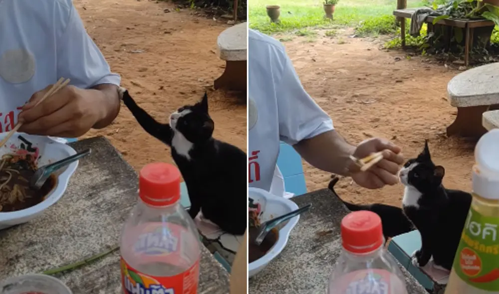 El minino se salió con la suya y logró obtener un bocado de la comida de su dueño. Foto: captura de YouTube