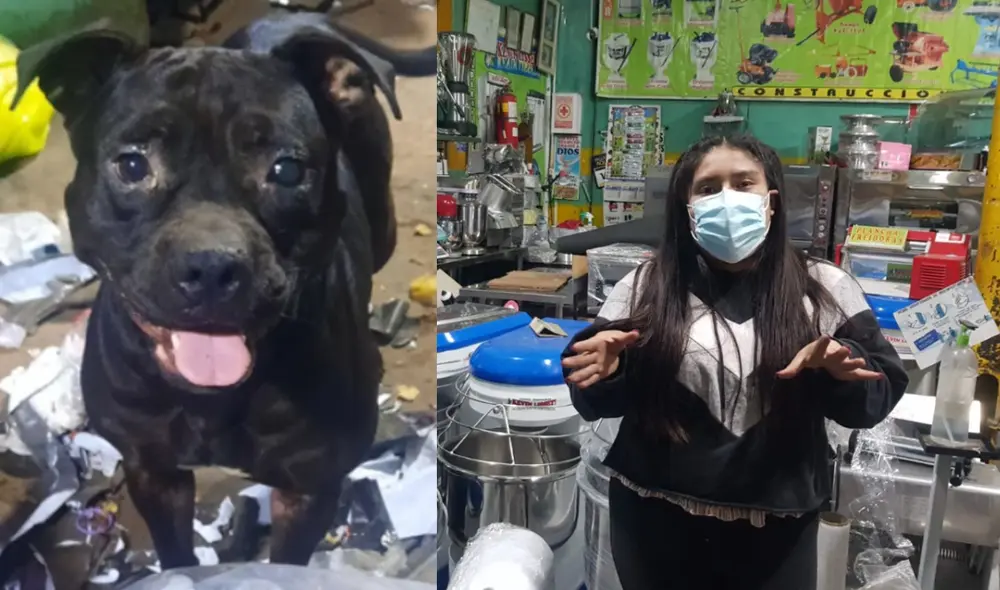 Agraviada espera que malhechores devuelvan al animal. Foto: César Zorrilla / URPI - LR