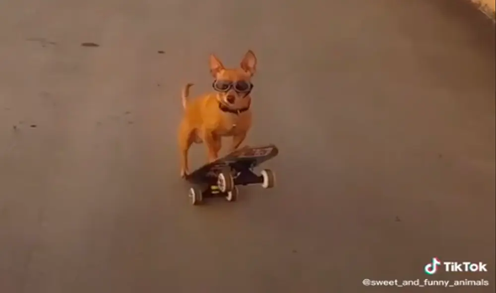 El perro skater es una celebridad con el patín. Foto: captura de TikTok