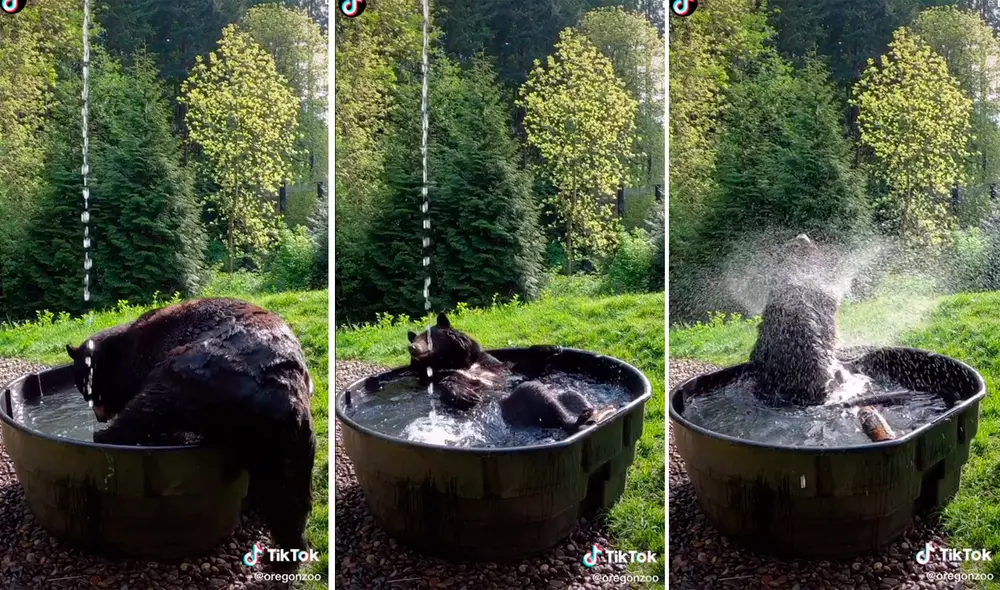 El oso disfruta de su baño en medio del zoológico de Oregón. Foto: captura de TikTok