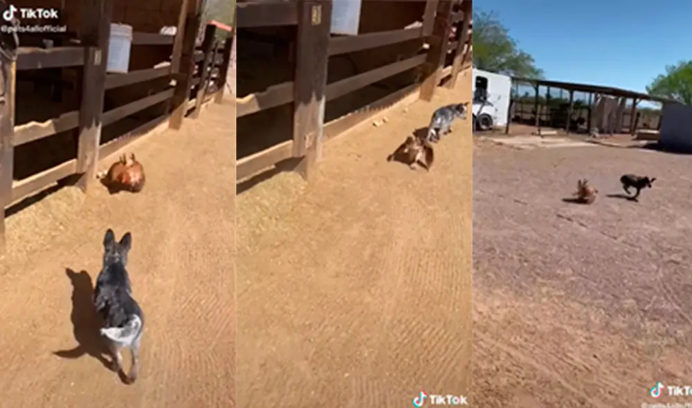 La actitud del animal sorprendió en las redes. Foto: captura de TikTok