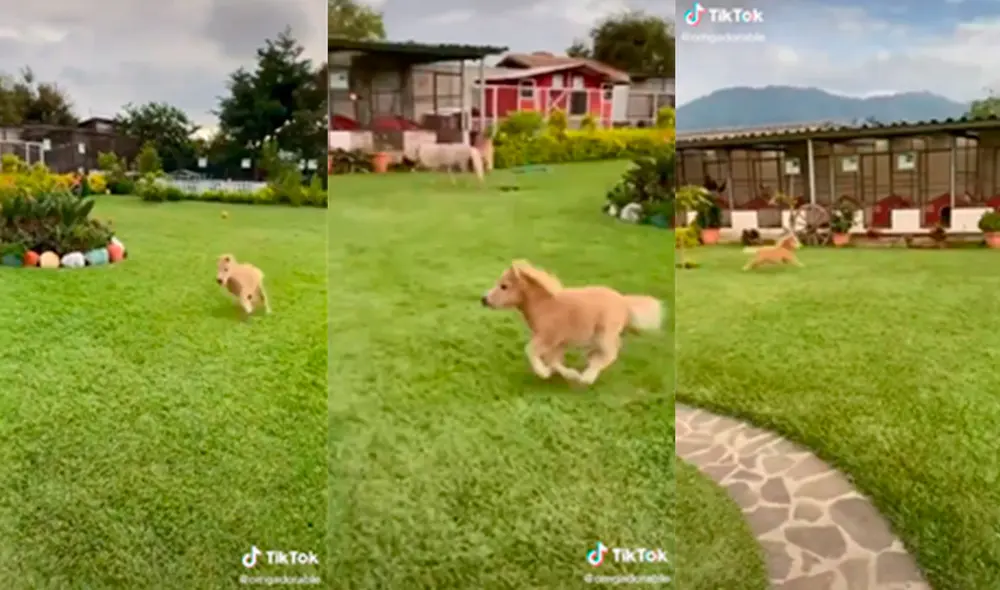 El animal sorprendió a miles de cibernautas. Foto: captura de TikTok