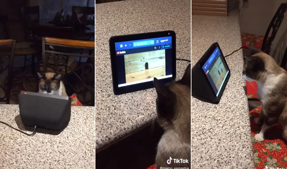 El felino se quedó atento a la pantalla y se volvió viral en las redes. Foto: captura de TikTok