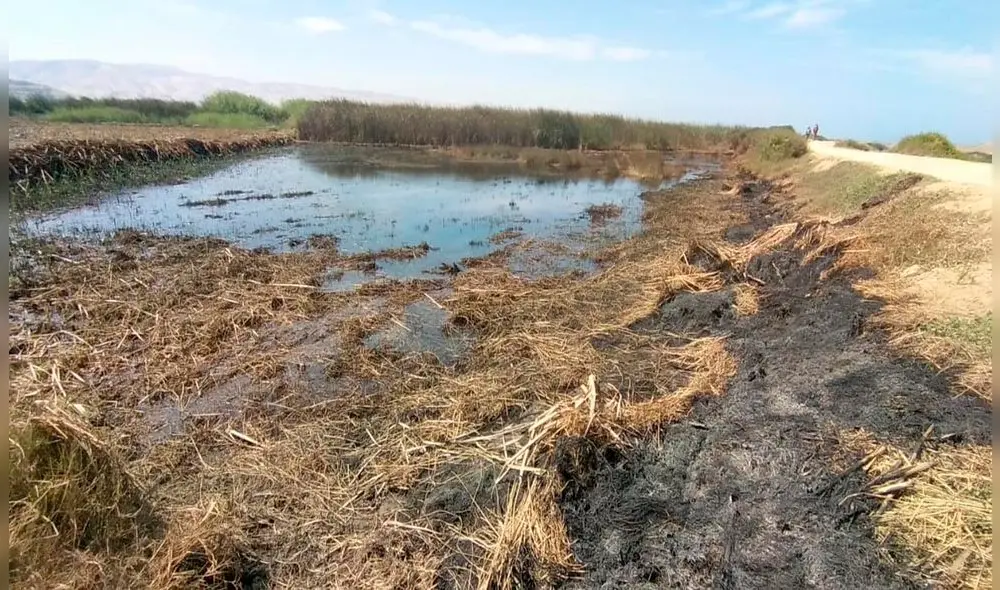 Se identificó a tres presuntos responsables de afectación. Foto: Serfor.