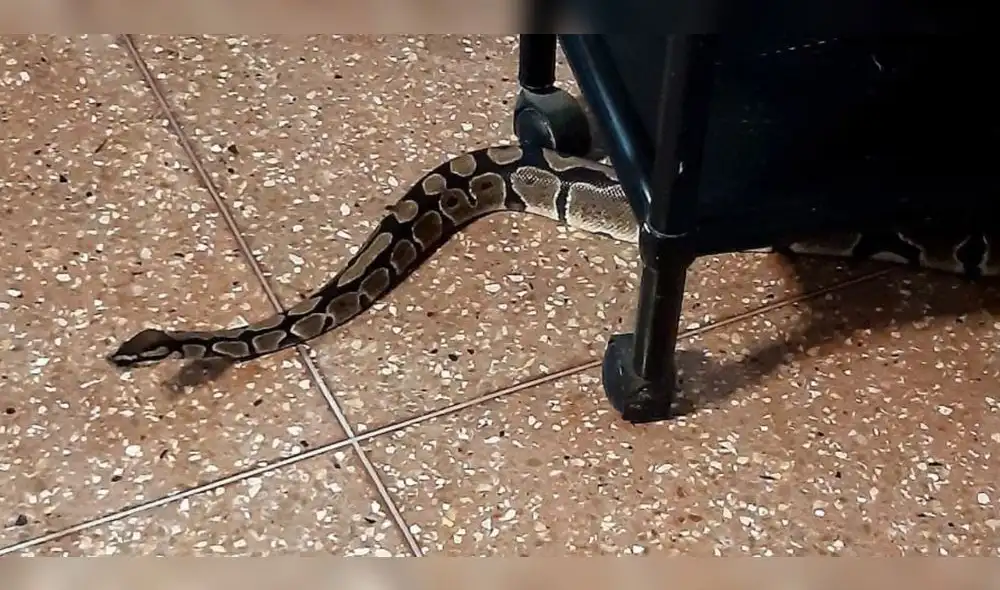 La vivienda intervenida esta ubicada en la urbanización Valle Hermoso. Foto: Municipalidad de Surco La vivienda intervenida esta ubicada en la urbanización Valle Hermoso. Foto: Municipalidad de Surco