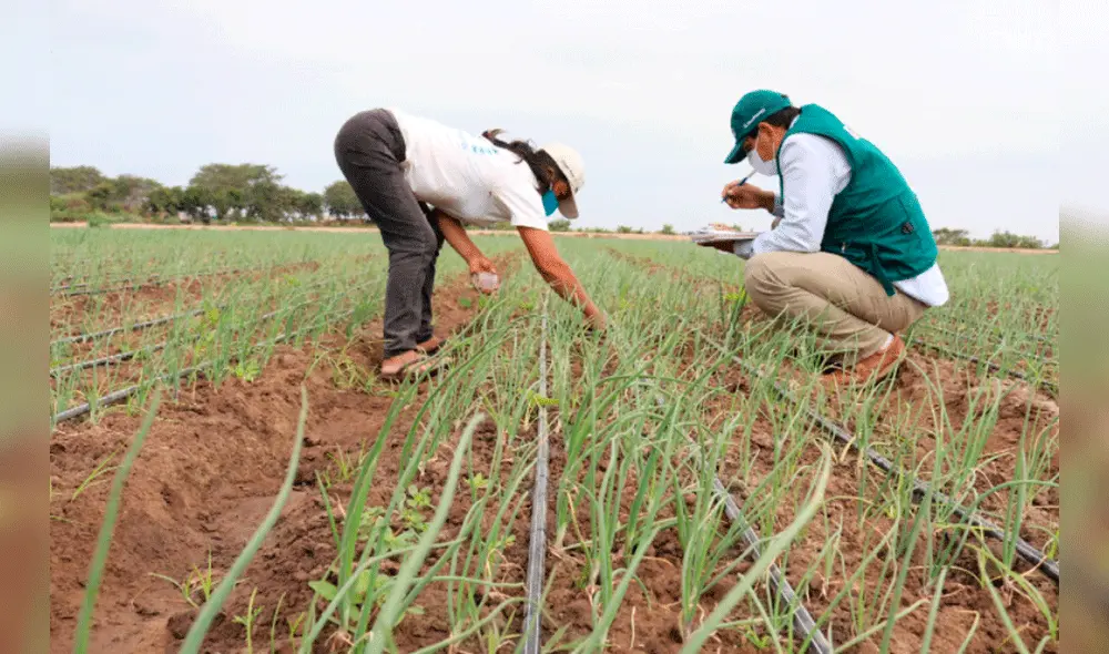 Los agricultores invierten en tecnología para afrontar los efectos de la sequía en sus cultivos. Foto: Junta de Usuarios del Valle Chancay Lambayeque