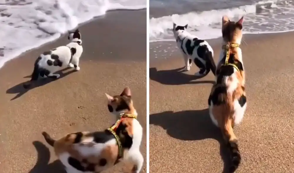 Unos gatitos se acercaron con curiosidad al mar cuando fueron de paseo junto a su dueño a un paradisiaco lugar y sorprendieron con sus comportamientos. Foto: captura de TikTok