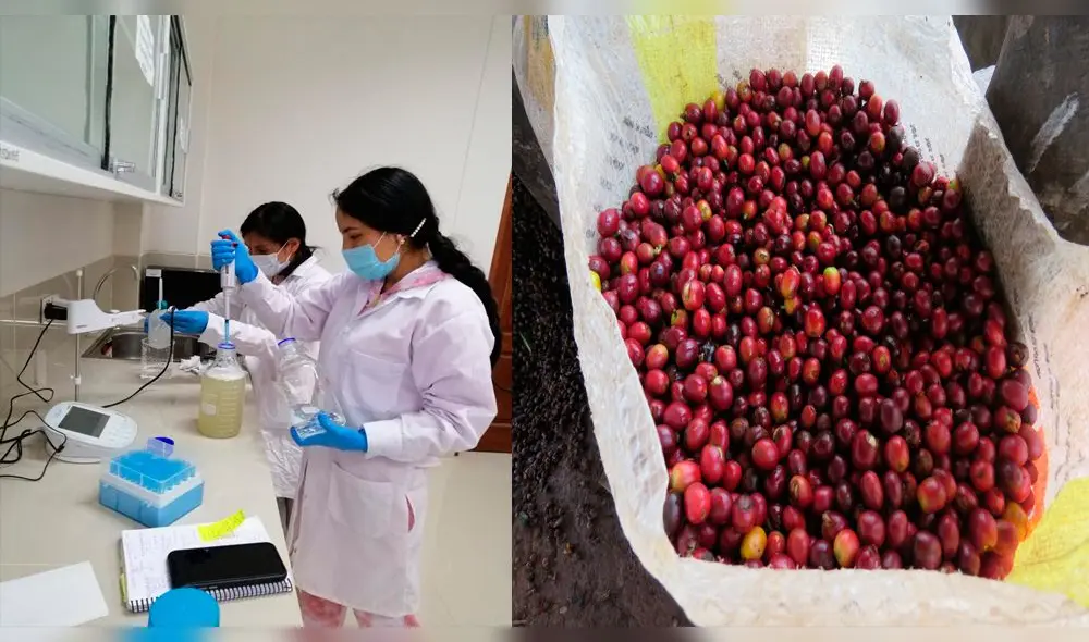 Investigadores de la Universidad de Amazonas buscan mejorar calidad del café. Foto: UNTRM