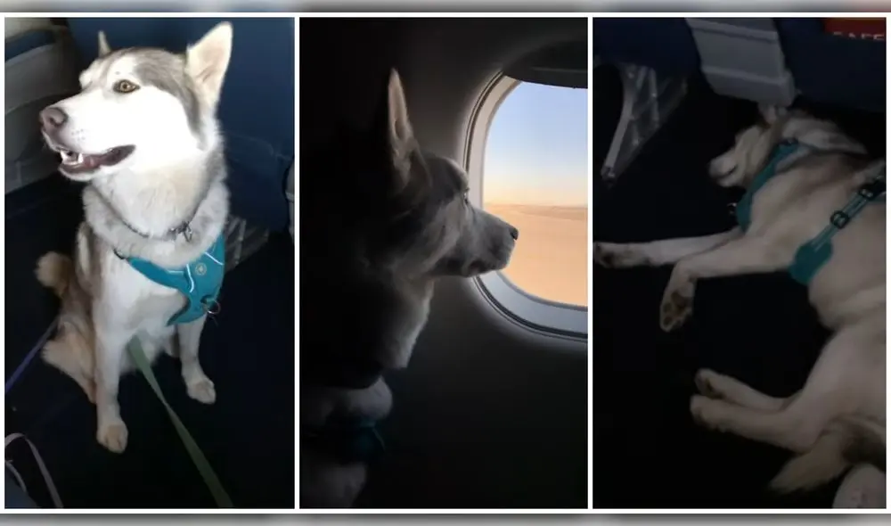 En el video, se puede apreciar al can durmiendo en la sala de abordaje y en el avión. Foto, captura de YouTube