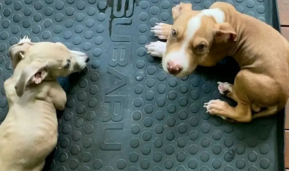 A los perros se les evaluó como “demacrados” y con graves deficiencias de calcio. Foto: RSPCA