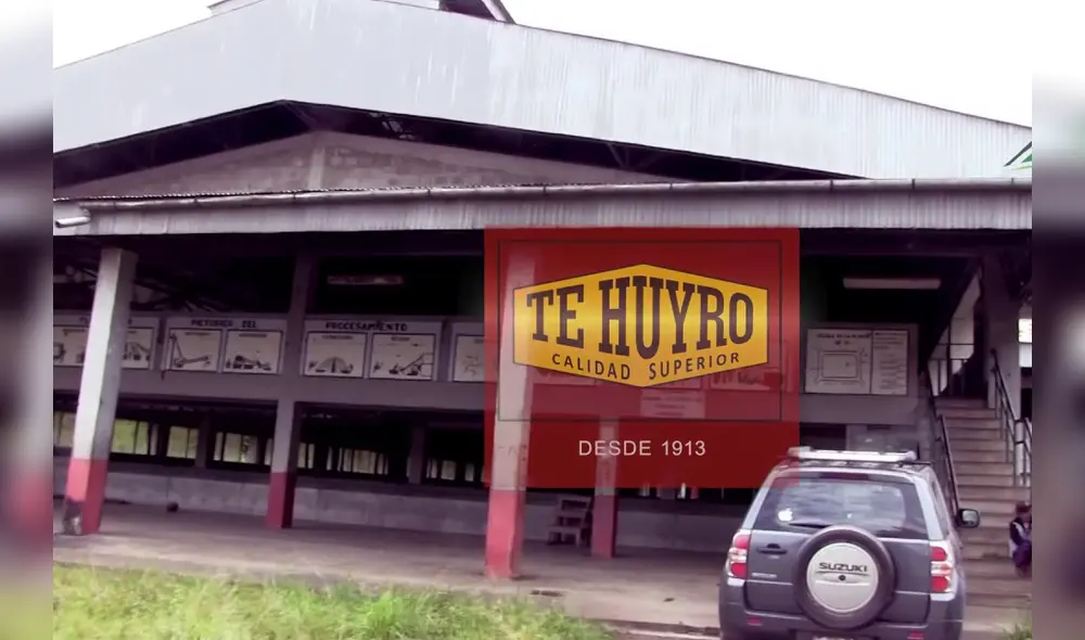 Desde hace 30 años la Cooperativa Agraria Huyro, ubicado en el distrito de Huayopata, se dedica al acopio de té.