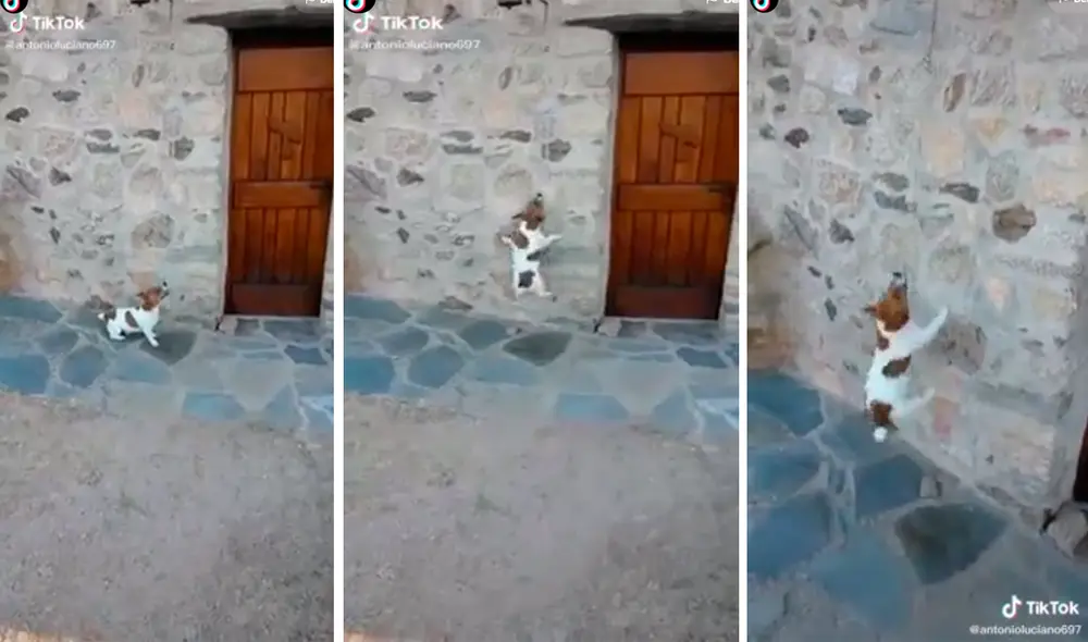 El perro tiene un peculiar estilo para tocar el timbre de su casa. Foto: captura de TikTok