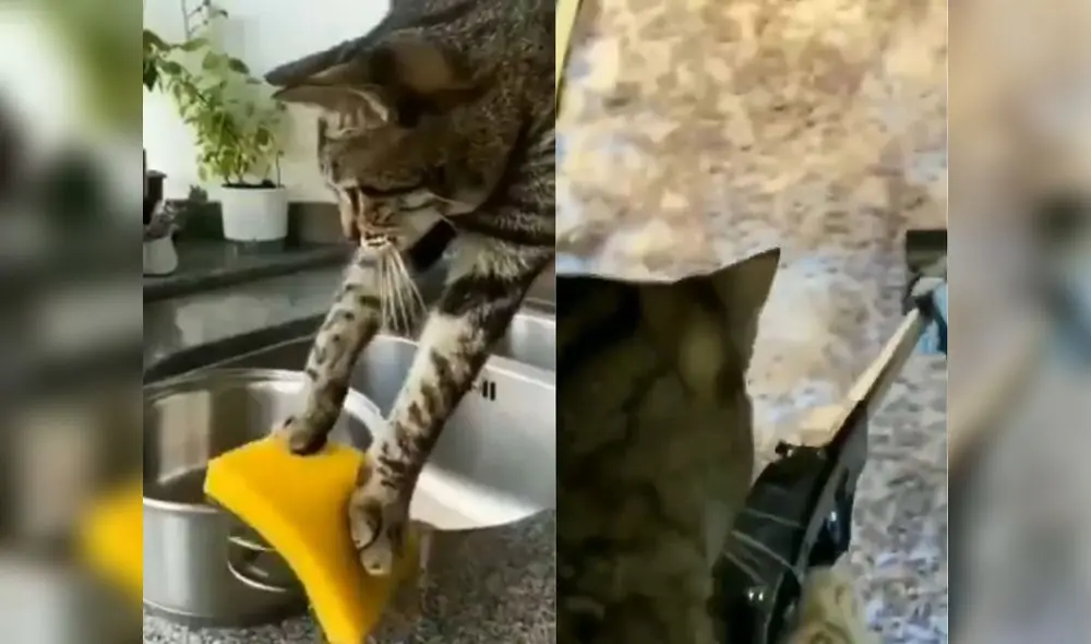 En el metraje compartido se observa al gato ‘realizando’ toda clase de labores de limpieza. Foto: captura de Twitter En el metraje compartido se observa al gato ‘realizando’ toda clase de labores de limpieza. Foto: captura de Twitter
