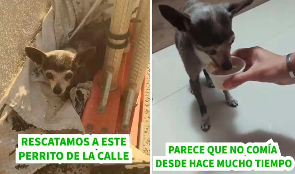 Una pareja encontró a una perrita abandonada en medio de la basura y decidieron llevársela a su casa para encargarse de sus cuidados. Foto: captura de YouTube