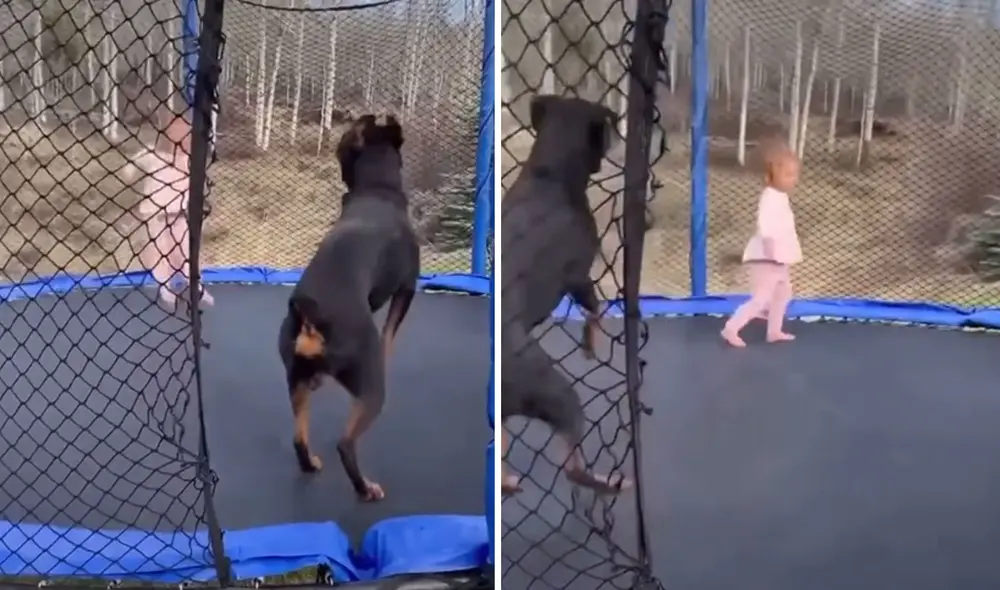 La 'amistad' entre esta niña y su mascota conmovió a más de uno en las redes sociales. Foto: captura de TikTok