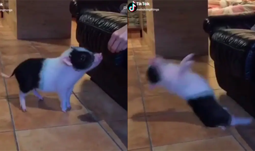 El pequeño animal intentó alcanzar a su dueño pero falló por su diminuto tamaño. Foto: captura de TikTok