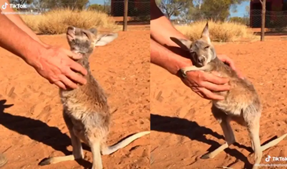 El tierno animal conmovió a los presentes con inesperada forma de afecto. Foto: captura de TikTok El tierno animal conmovió a los presentes con inesperada forma de afecto. Foto: captura de TikTok