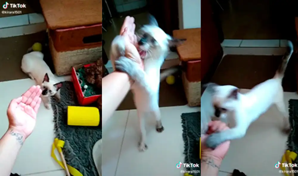 El minino no dudó en abalanzarse sobre la mano del sujeto. Foto: captura de TikTok