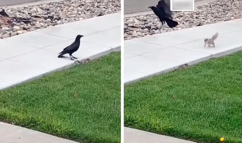 El cuervo y la mamá ardilla se enfrentaron para salvar la vida del pequeño roedor. Fotio: captura de TikTok El cuervo y la mamá ardilla se enfrentaron para salvar la vida del pequeño roedor. Fotio: captura de TikTok