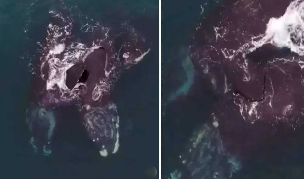 Dos ballenas francas nadaban hacia el norte, pero lo que llamó la atención es que lo hacían 'abrazadas'. Foto: captura de Facebook / whoi.ocean