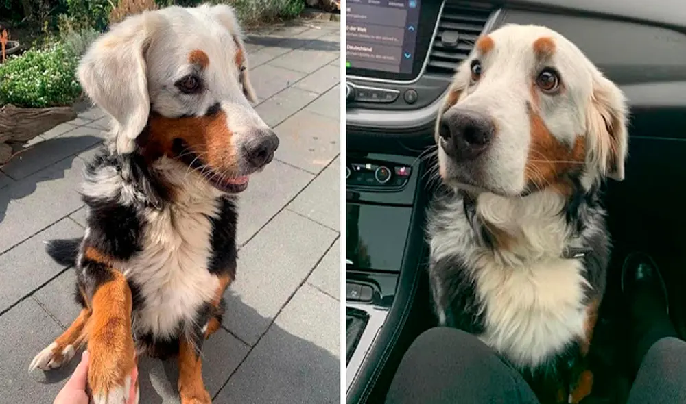 Pese al vitíligo que padece, Fanny es una perrita muy amigable y es una celebridad en redes. Foto: captura de Facebook