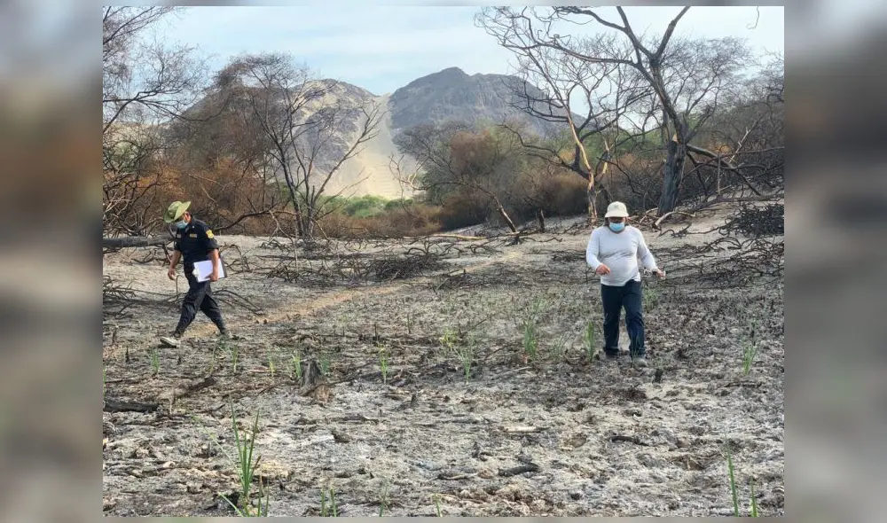 Cerca de Huaca Colorada es donde se da mayor tala de árboles. Foto: Marvin Sánchez Cerca de Huaca Colorada es donde se da mayor tala de árboles. Foto: Marvin Sánchez