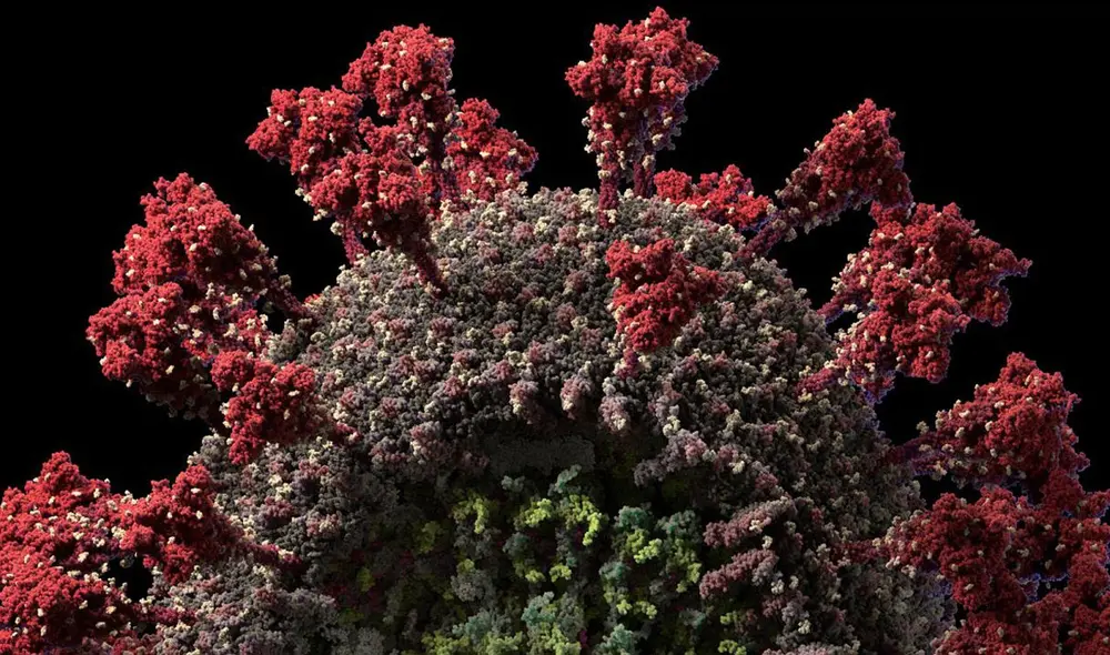 Modelo tridimensional del SARS-CoV-2, el virus de la COVID-19. Imagen: Visual Science Modelo tridimensional del SARS-CoV-2, el virus de la COVID-19. Imagen: Visual Science