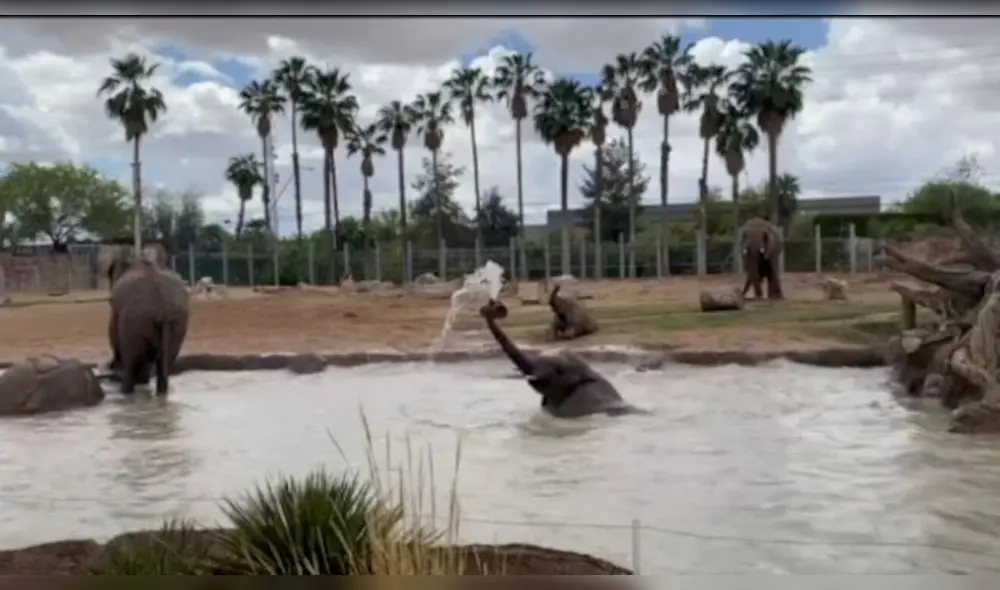 Al principio, los elefantes se paran justo en el borde de la piscina mojando sus patas. Foto: captura de YouTube