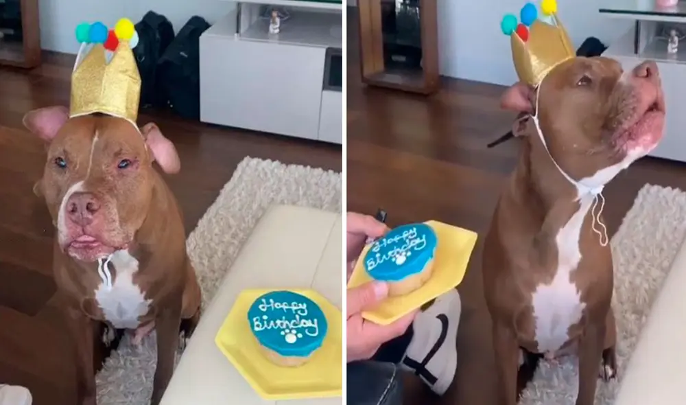 Una joven armó una celebración por el día especial de su querida mascota y le dedicó la canción de “Feliz cumpleaños”. Foto: captura de TikTok