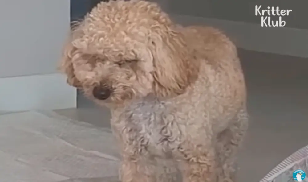 Una familia le dio un hogar, pero el can se negaba a dormir en su cama. Foto: captura de YouTube/Kritter Klub
