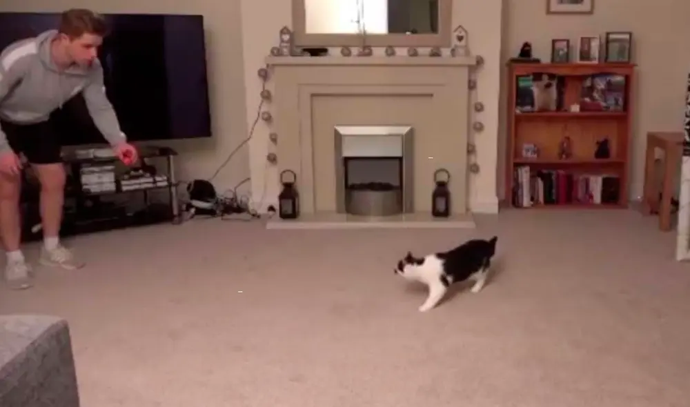 El tierno gatito no permitía que ninguna pelota ingrese en el arco. Foto: captura de YouTube