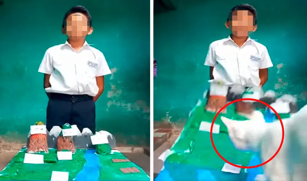 Una madre ayudó a su hijo en la grabación de un trabajo escolar que presentaría de forma virtual, pero su gato cometió una travesura y lo estropeó todo. Foto: captura de TikTok