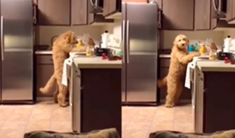 El propósito del golden doodle era comer el alimento restante en los platos. Foto: captura de TikTok