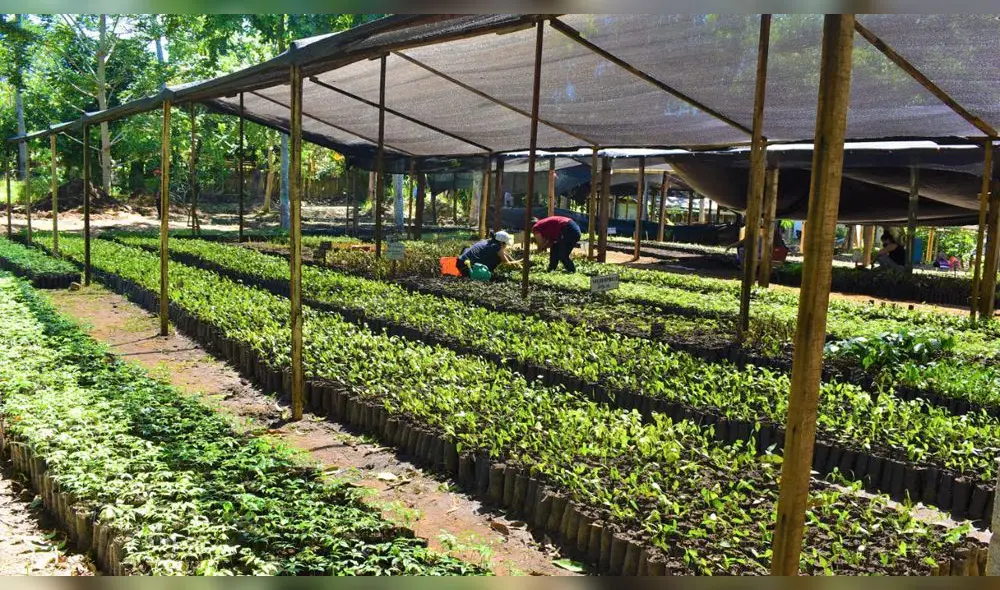 Reforestación en San Martín es con 45 especies que se producen en vivero agroforestal. Foto: Goresam