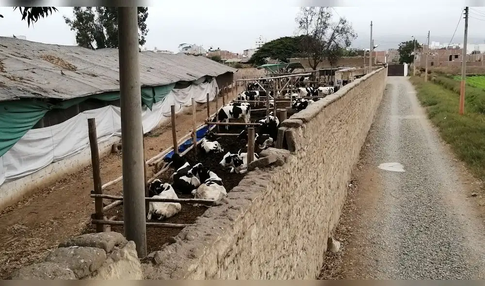 Los dueños del establo pidieron un tiempo aproximado de tres meses para poder trasladar a animales. Foto: Segat Los dueños del establo pidieron un tiempo aproximado de tres meses para poder trasladar a animales. Foto: Segat