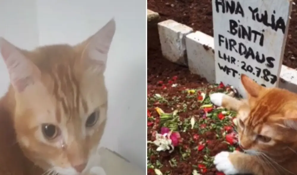 El video causó gran emoción entre los usuarios de las redes sociales. Foto: captura de TikTok