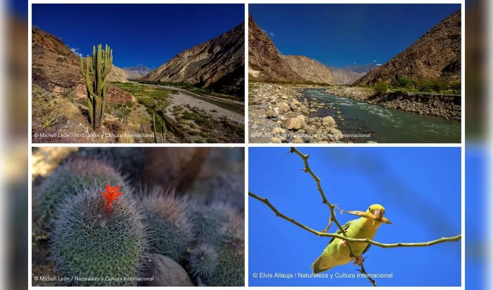 Protegerán especies en categoría de amenaza. Foto: NCI