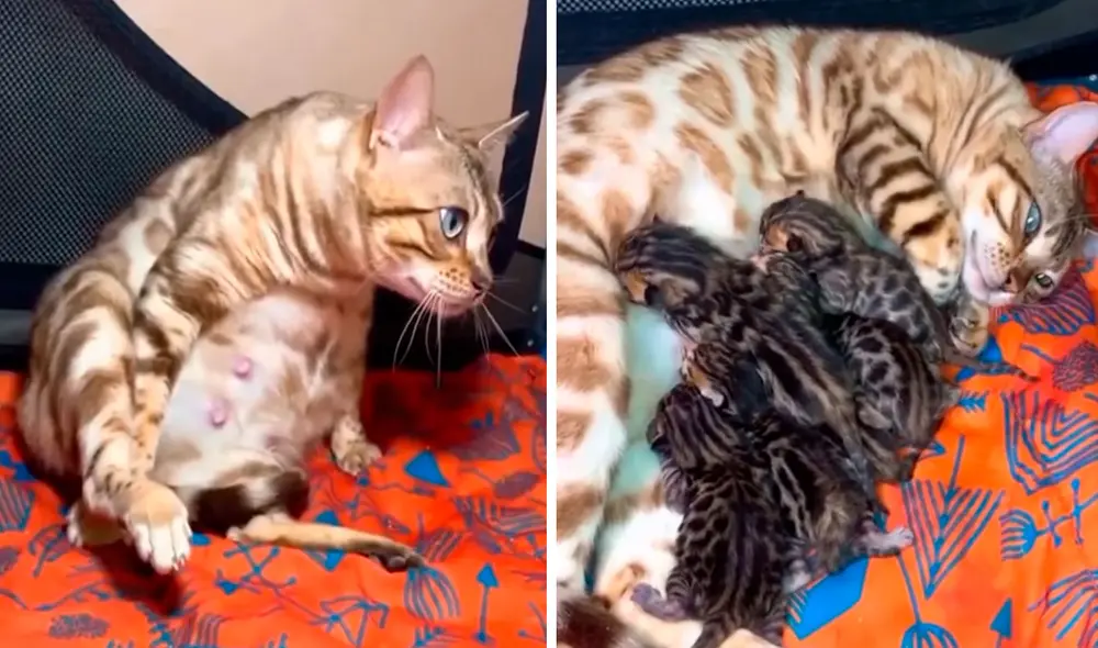 Una gatita se acomodó en su cama para alumbrar a sus crías, mientras su dueño se percató de su acción y permaneció a su lado para cuidarla. Foto: captura de YouTube