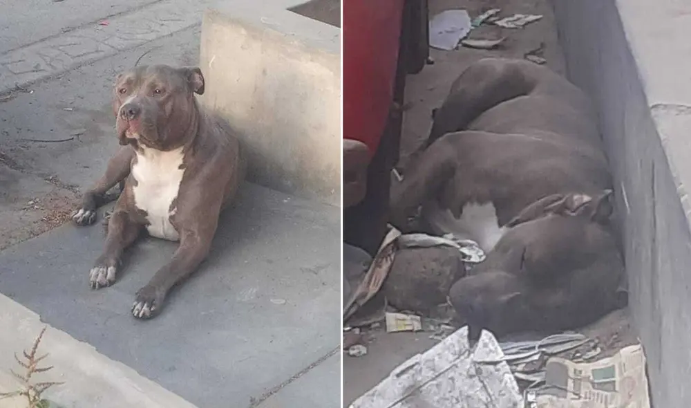 El perrito luce desorientado y temeroso cuando alguien se le acerca. Foto: composición Facebook/La República El perrito luce desorientado y temeroso cuando alguien se le acerca. Foto: composición Facebook/La República