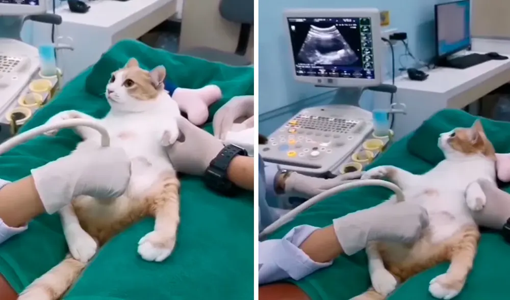 Una pareja quería conocer el estado de las futuras crías de su querida mascota, por ello, acudieron a su cita en un centro veterinario. Foto: captura de Facebook