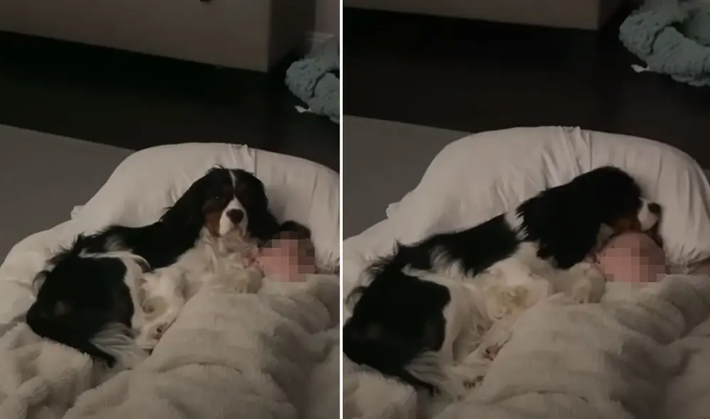 El can no se separó ni un segundo del bebé y se acurrucó a su lado. Foto: captura de YouTube