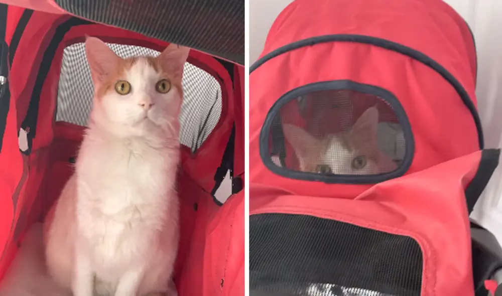 La conducta del minino hizo reír a más de uno en las redes sociales. Foto: captura de YouTube