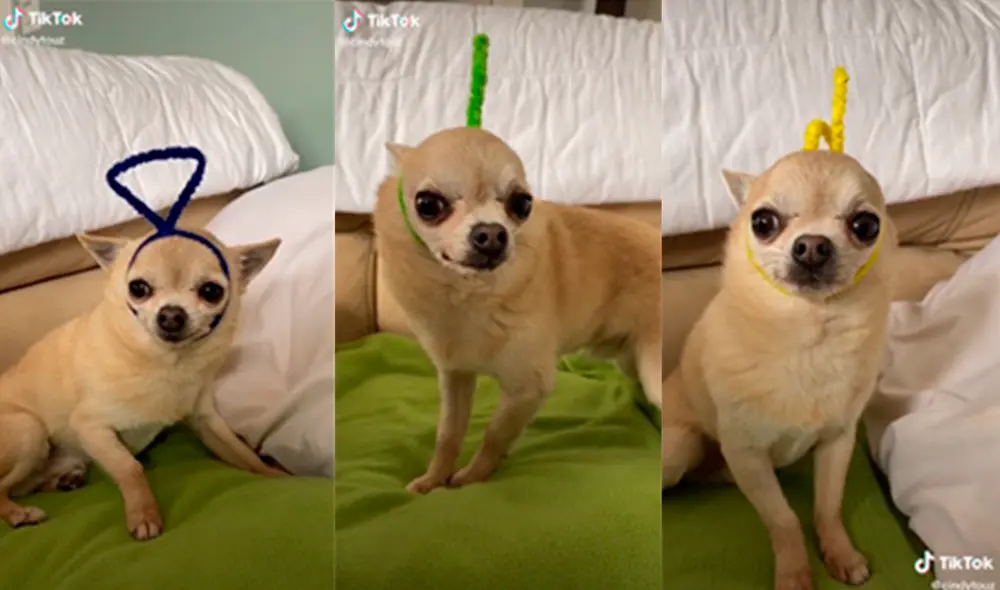 El canino conmovió en las redes con divertidas apariencias. Foto: captura de TikTok